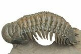 Pair of Crotalocephalina Trilobite Fossils - Atchana, Morocco #222368-3